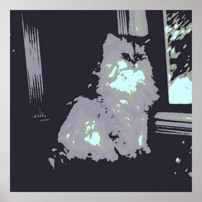 Poster Chat de chaton gris aux cheveux longs (Devant)