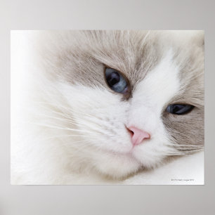 Poster Chat de Ragdoll
