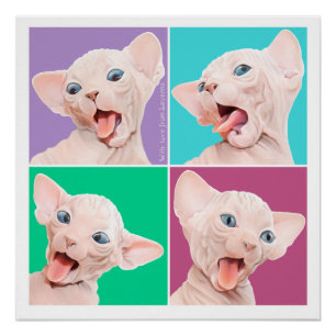 Poster Chat de Sphynx