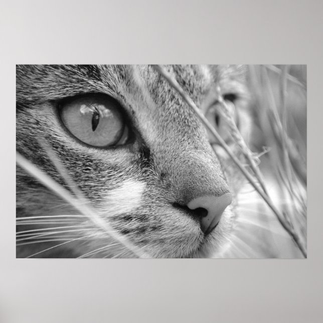 Poster chat gris et blanc sur un vert (Devant)