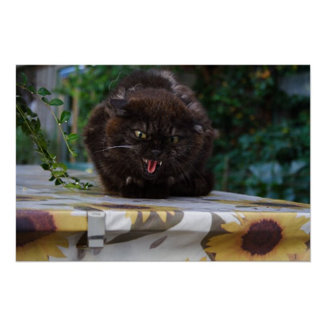 Poster Chat noir en colère (Devant)