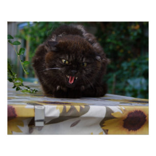 Poster Chat noir en colère