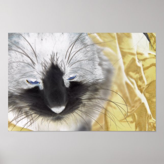 Poster Chat noir et blanc (Devant)