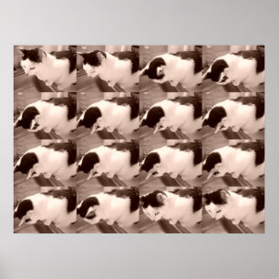 Poster Chat noir et blanc vintage