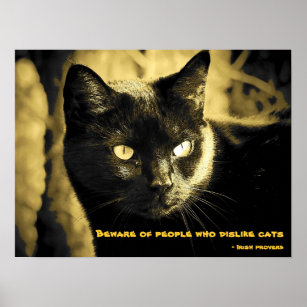 Posters Affiches Chat Irlandais Zazzle Fr