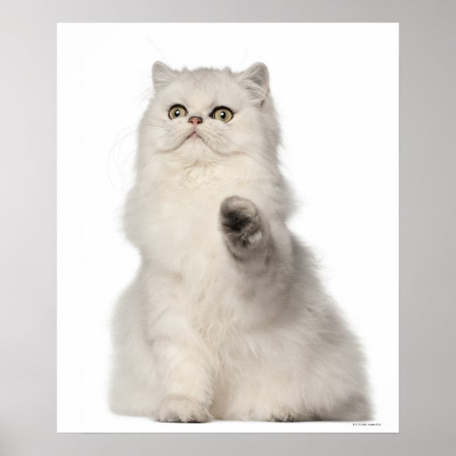 Poster Chat perse assis (Devant)
