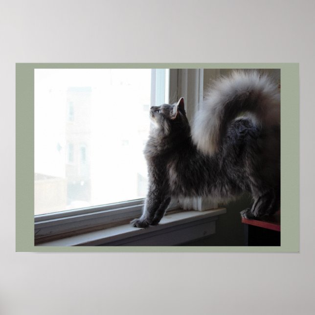 Poster Chat regardant par la fenêtre (Devant)