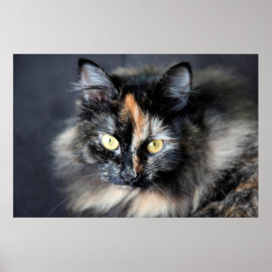Poster Chat sibérien