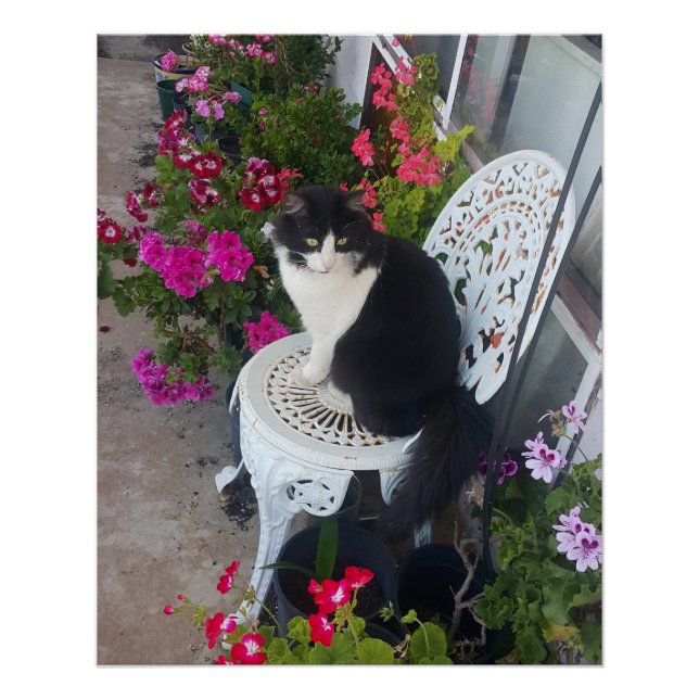 Poster Chat smoking marron foncé rose foncé chats et fleu (Devant)