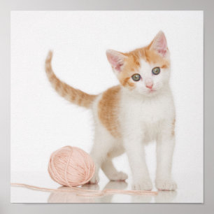 Poster Chaton à côté de boule de ficelle