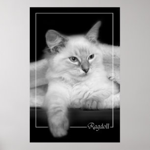 poster chaton à poupée