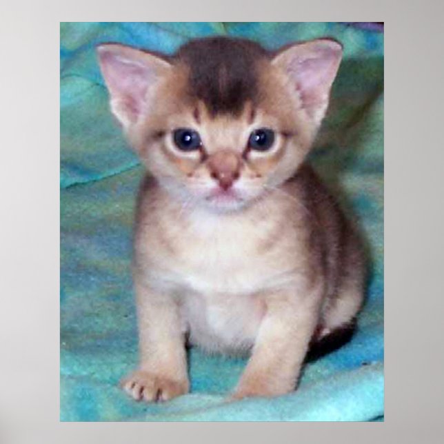 Poster Chaton Abyssin - Quatre Semaines (Devant)