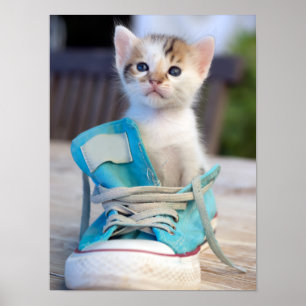 Poster Chaton dans une chaussure