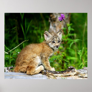 Poster Chaton de Lynx de Canadien