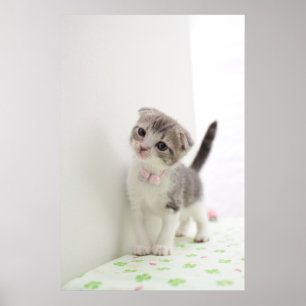Poster Chaton de pli d'écossais