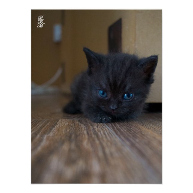 Poster Chaton noir (Devant)