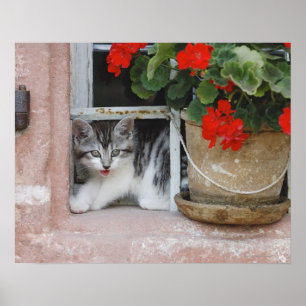 Poster Chaton regardant par la fenêtre