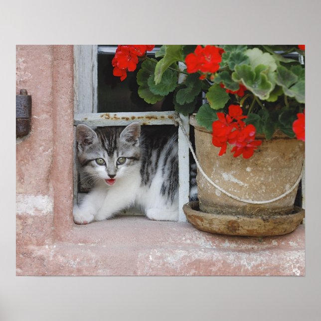Poster Chaton regardant par la fenêtre (Devant)