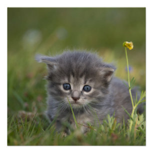 Poster Chatons Mignons