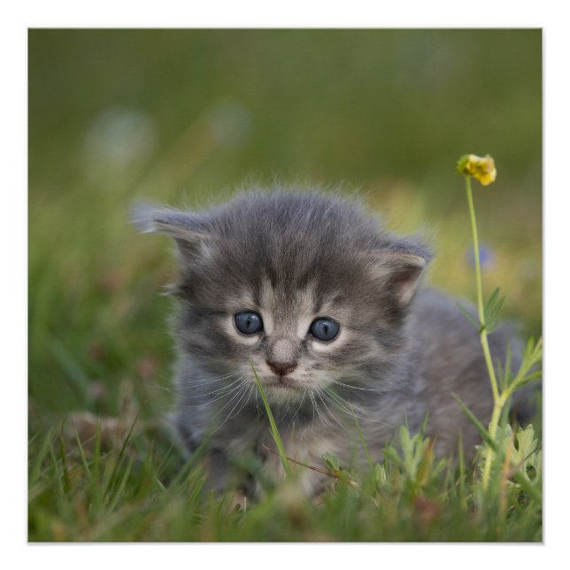 Poster Chatons Mignons (Devant)