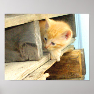 Poster Chats de viande 1