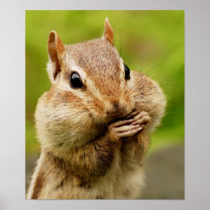 Poster Cheeky Chipmunk