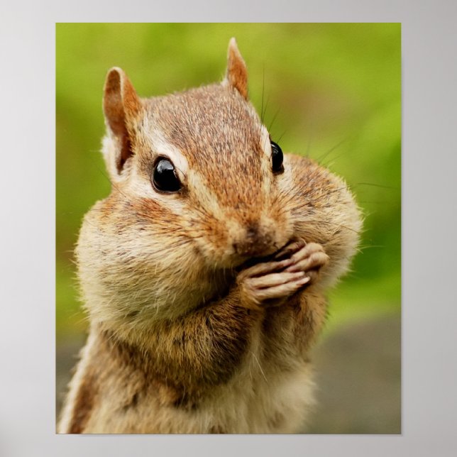 Poster Cheeky Chipmunk (Devant)