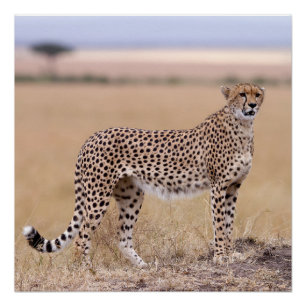 Poster Cheetah