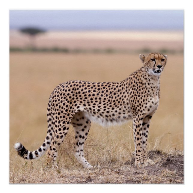 Poster Cheetah (Devant)