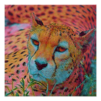 Cheetah