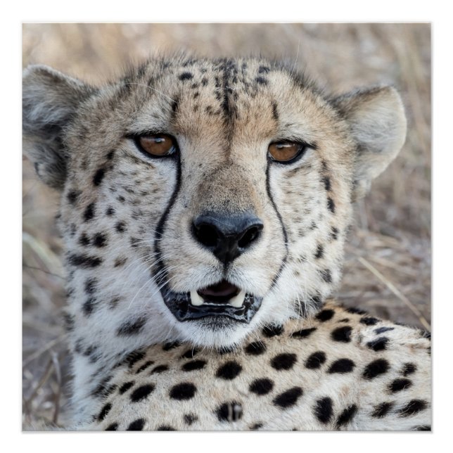 Poster Cheetah Portrait (Devant)
