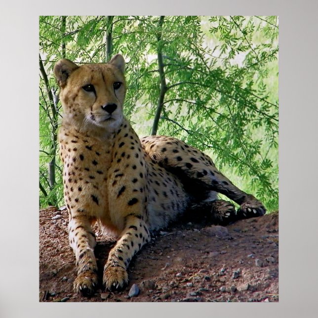 Poster Cheetah sur un rocher (Devant)