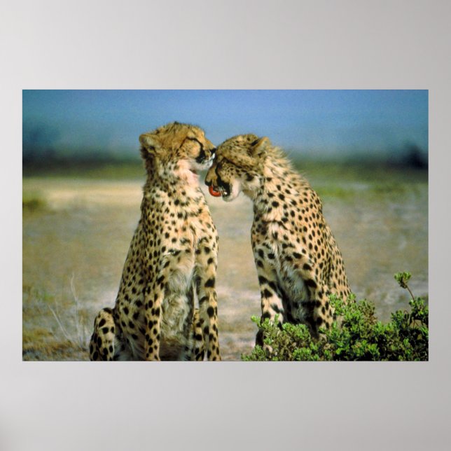 Poster Cheetahs in love FROM 14.95 (Devant)
