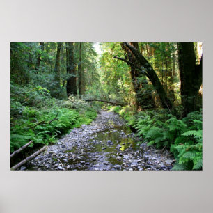 Poster "Chemin des fougères", Muir Woods