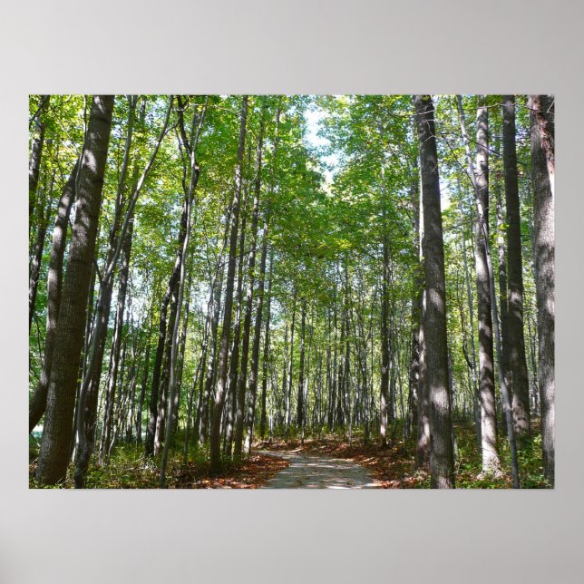 Poster Chemin en bois centenaire II Ellicott City Marylan (Devant)