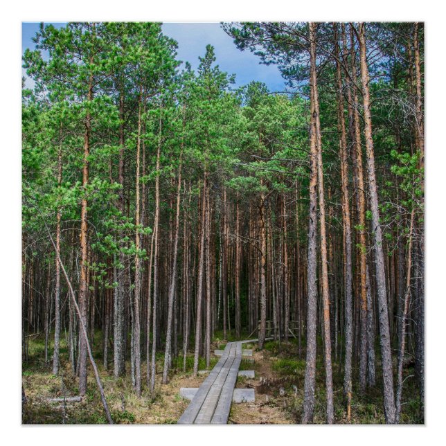 Poster Chemin en bois dans la pinède (Devant)