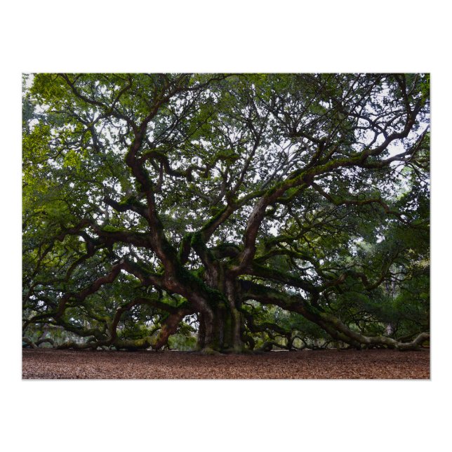 Poster Chêne ange en Caroline du Sud (Devant)