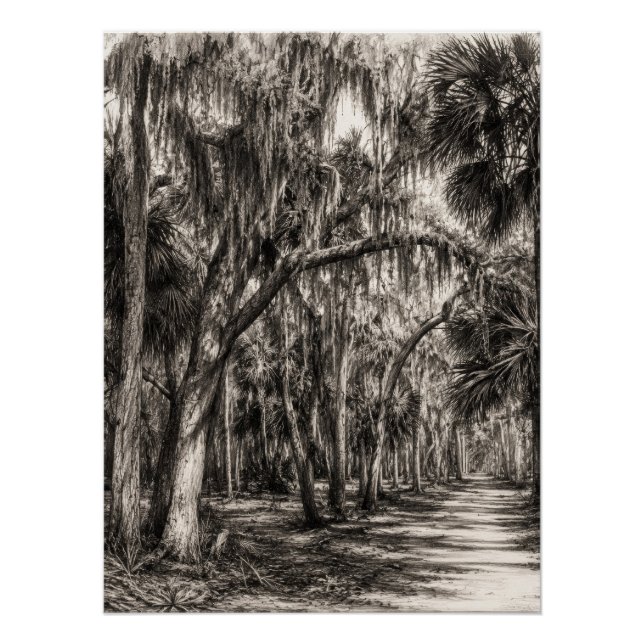 Poster Chêne de Floride ancien Hammock Graphite Croquis | (Devant)
