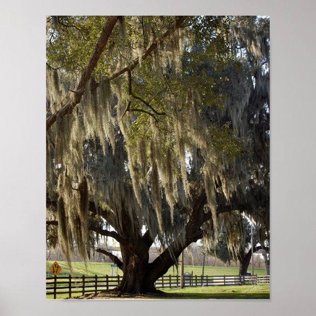 Poster Chêne de Louisiane [Impression d'art] (Devant)