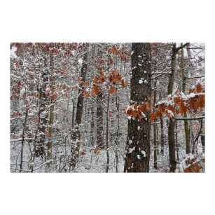 Poster Chênes couverts de neige hiver Photographie de la 