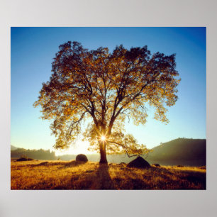Poster Chênes noirs   Cleveland National Forest, CA