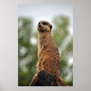 Poster Chercher l'amour