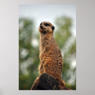 Poster Chercher l'amour