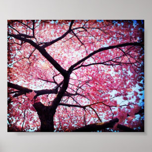 Poster Cherry Blossom