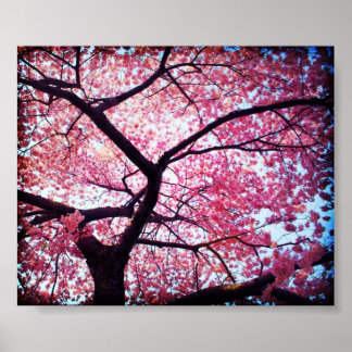Poster Cherry Blossom
