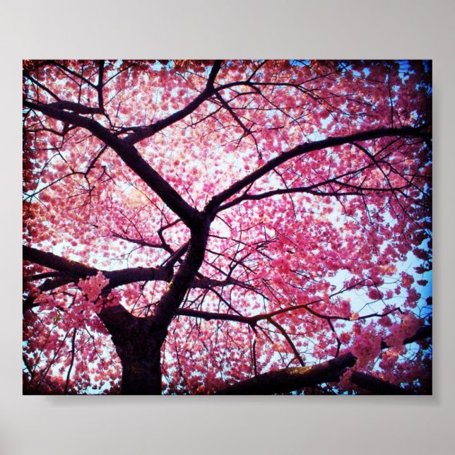 Poster Cherry Blossom (Devant)