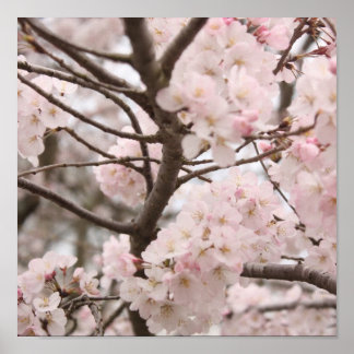 Poster Cherry Blossom