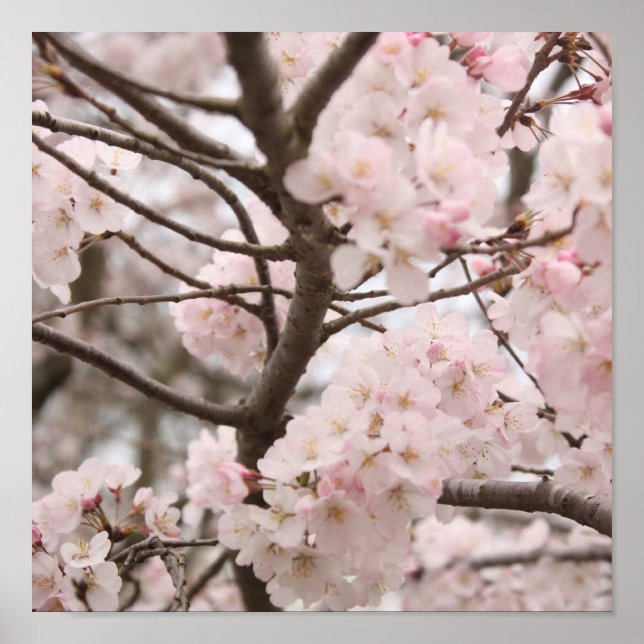 Poster Cherry Blossom (Devant)