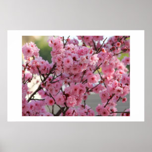 Poster Cherry Blossom