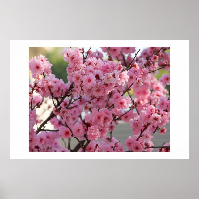 Poster Cherry Blossom (Devant)
